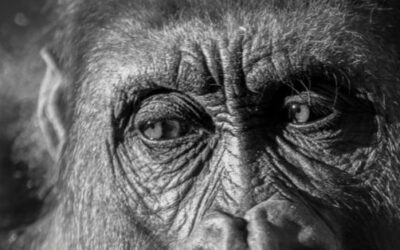 Koko, a beszélő gorilla