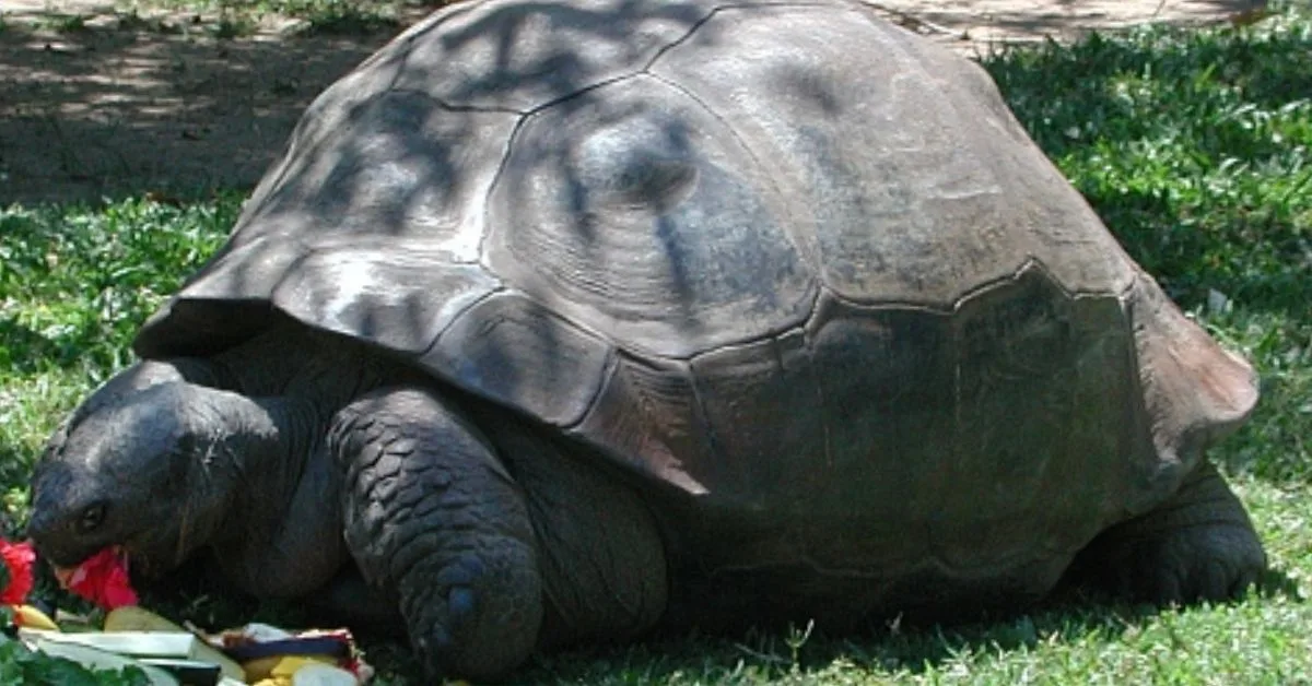Harriet – Darwin teknőse?