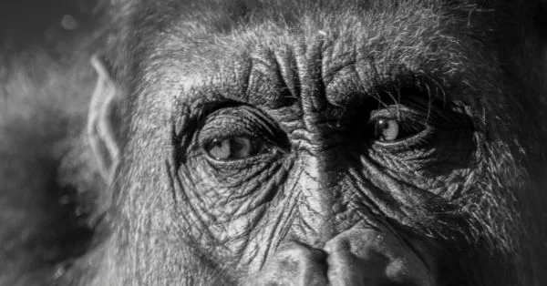 Koko, a beszélő gorilla – portré